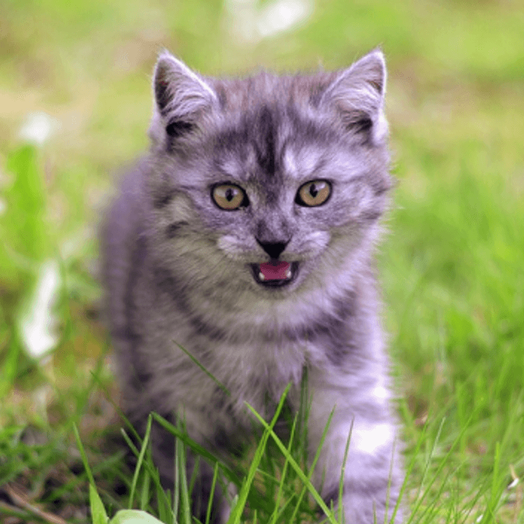 Kitten in grass