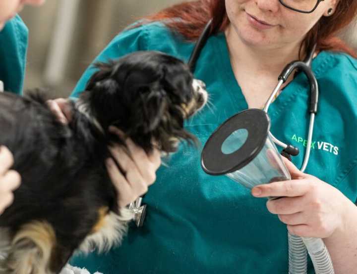 Dog about to undergo GA