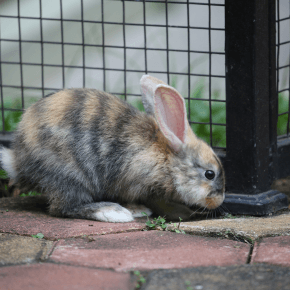 Rabbit with brown and grey fur sniffing the ground beside a metal fence on a paved surface.