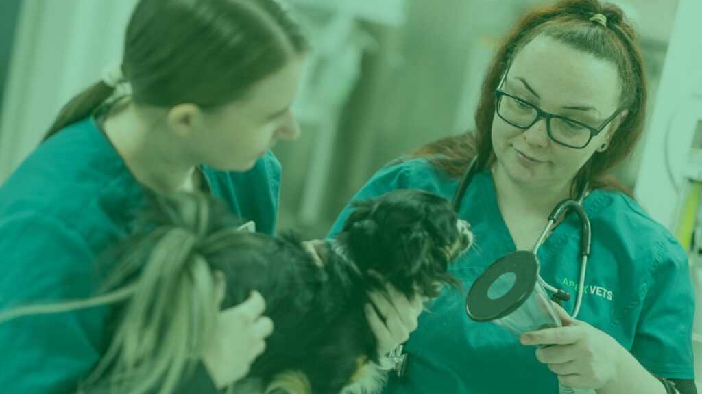 Vet and nurse working together on a dog at Apex Vets