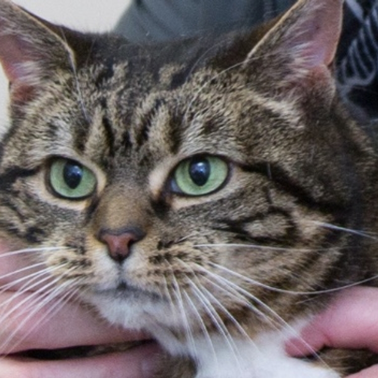 Cat at Apex Vets in Denny