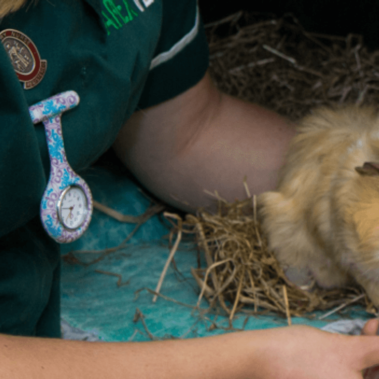 Guinea pig at Apex Vets