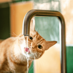 A cat drinking water out of a sink faucet
