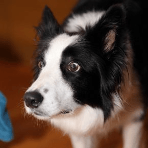 A collie with a cautious expression
