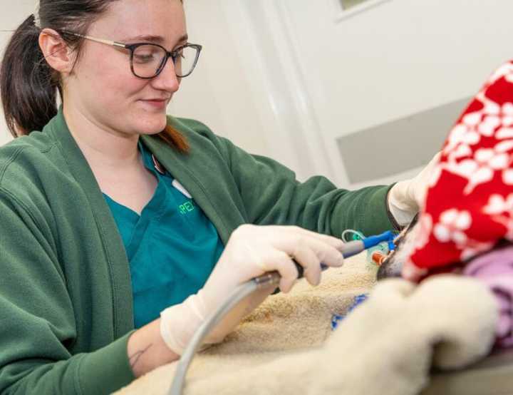 Vet performing dental procedure