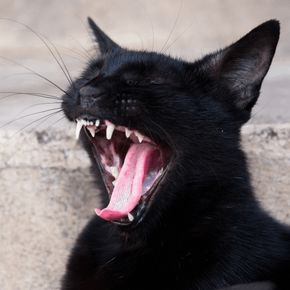A black cat yawns and shows its teeth.