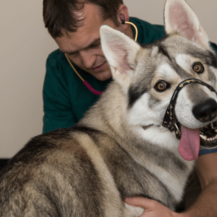 Husky at Apex Vets