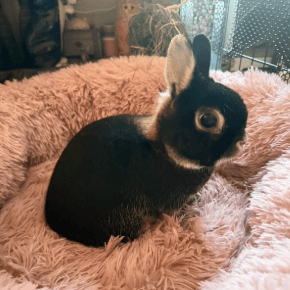 rabbit