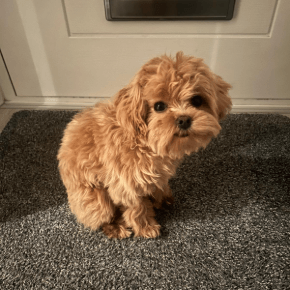 honey the puppy