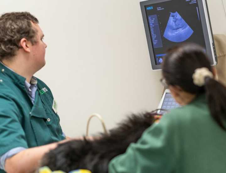 Glenn performing an ultrasound scan