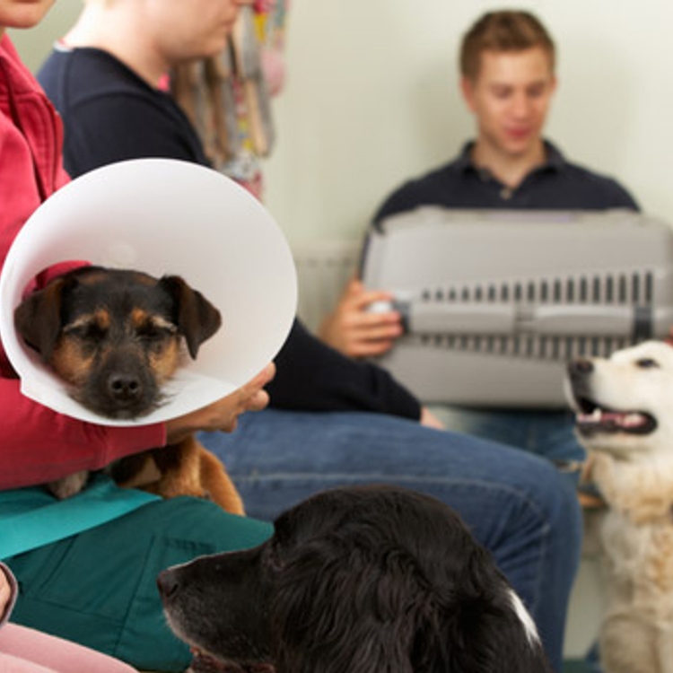 Waiting room at Apex Vets