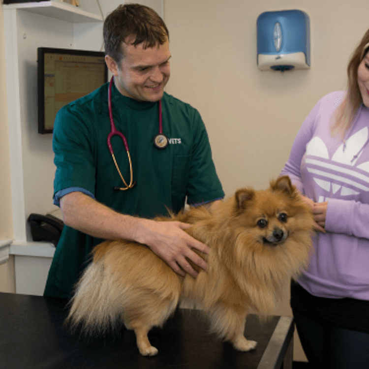 Vet Glenn treating dog at Apex Vets