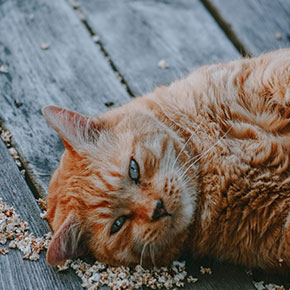 What’s your cat’s body condition score?