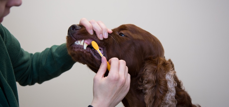 Dental Hygiene Checks and Treatment