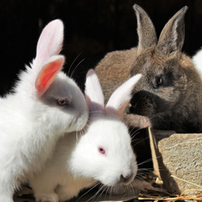 Has your bunny’s behaviour taken a turn?