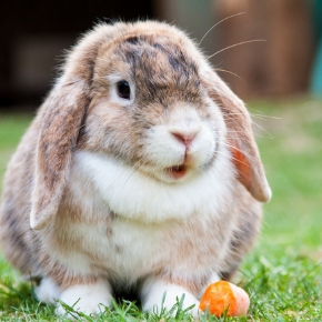 Protect your rabbit against RVHD with Apex Vets