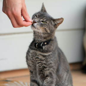 Get our vets’ top tips on keeping your cat calm on their annual visit to our surgery.
