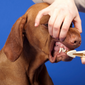 Glenn Hodgson explains what good oral health in dogs looks like
