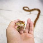 A Vet’s perspective – why reptiles aren’t ideal Christmas gifts