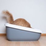 How to become a more sustainable cat owner in Stirlingshire