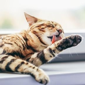 Cat wellness advice for owners in Stirlingshire