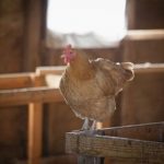 Get Apex Vets’ enrichment tips for locked up hens