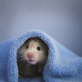 Get advice on hamster parasites