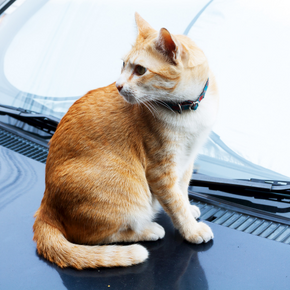 Cats and cars – Vital winter safety advice