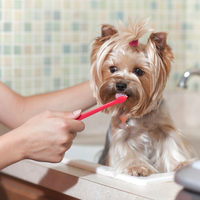 Vet recommends six dental checks every dog owner should be making
