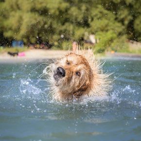 Dos and Don’ts for your dog when it’s hot in Stirlingshire