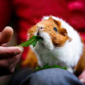 Our nurse Clare provides information on caring for guinea pigs in the run up to Guinea Pig Awareness Week